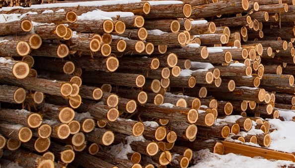 Cedar Logs